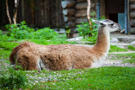 brown alpaca lies on the groundの写真素材