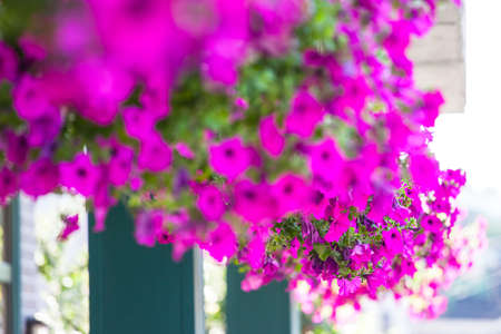 geranium on the street on the facade of the houseの写真素材