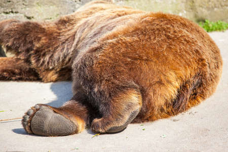 a big brown bear lies and basks in the sunの写真素材