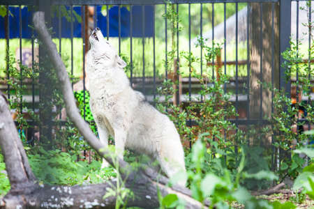 big white white wolf howls his head