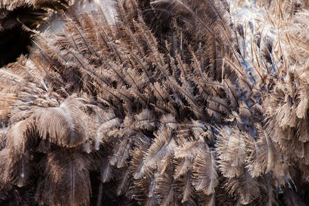 ostrich feathers, background, textureの写真素材