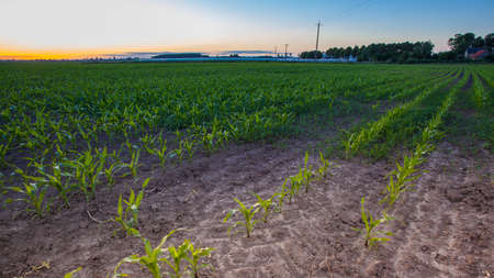 evening landscape with a golden sunset over a young corn field on a farm