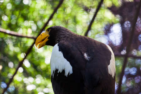 beautiful eagle with a yellow bright beak close-upの写真素材