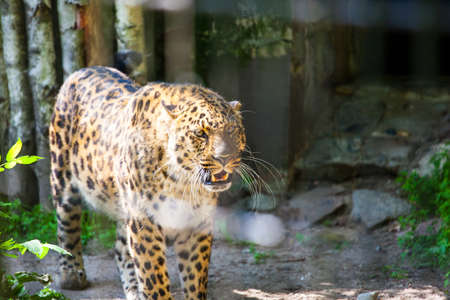 beautiful bright leopard looks carefully at the prey