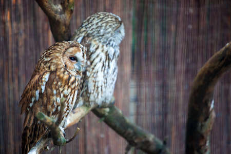 large gray spotted owl sleepingの写真素材