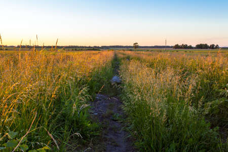 evening landscape with a golden sunset over a summer green fieldの写真素材