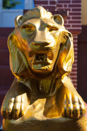 the golden head of a lionの写真素材