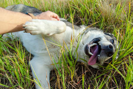 person stroking a happy smiling gray dog on natureの写真素材