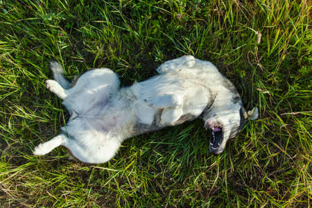playful, cheerful little dog lying on the grass and scratching his back on the grassの写真素材
