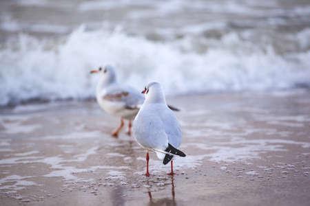 A flock of seagulls on the beachの写真素材
