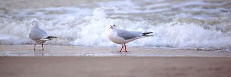 A flock of seagulls on the beach, panorama