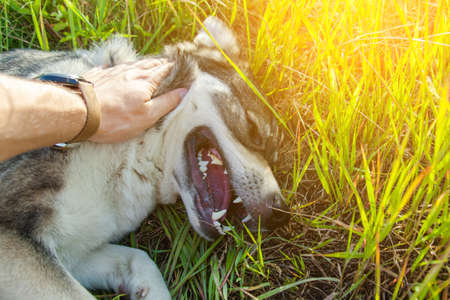 person stroking a happy smiling gray dog on nature, tonedの写真素材