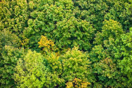 top view of the bright crowns of trees, background textureの写真素材
