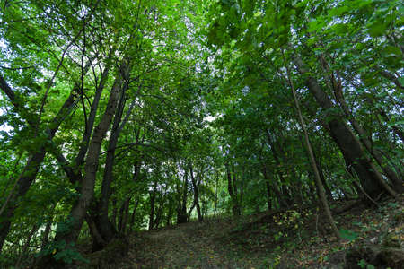 rays of sun in a dense green forest