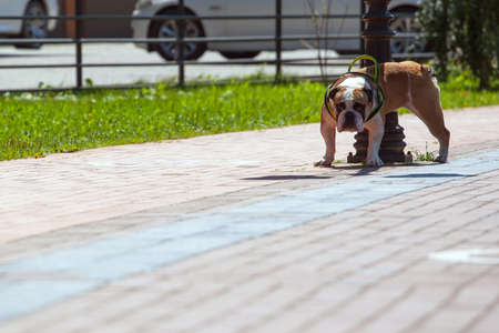 the dog pisses on the pillarのeditorial素材