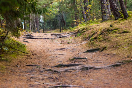 mysterious dirt road in a coniferous forest