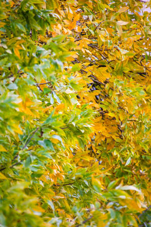 yellow leaves among green leaves on the branches