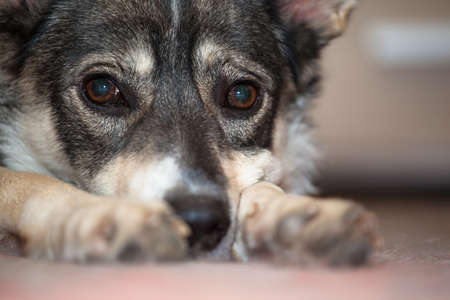Pretty sad gray dog with sad eyes