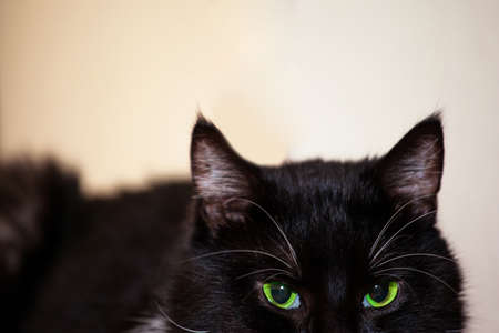 black cat with bright green eyes
