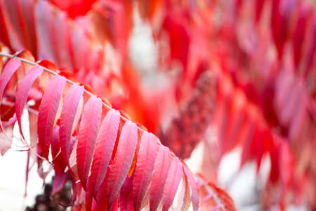 bright natural red leaves