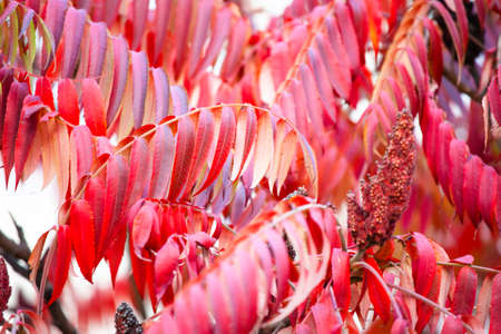 bright natural red leaves, background