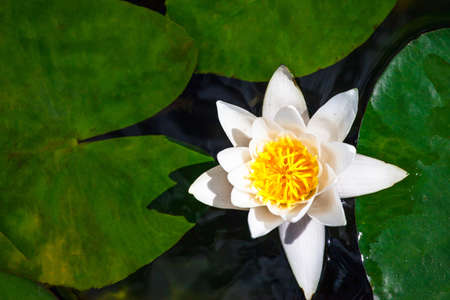bright white flower on a large leaf of a water lilyの写真素材