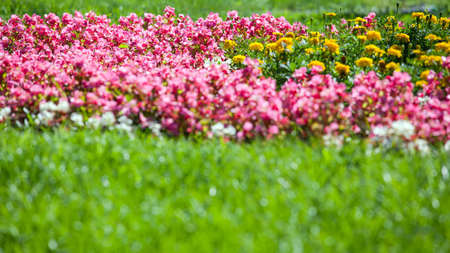 bright flower bedの写真素材