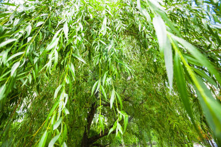 green willow branches, background