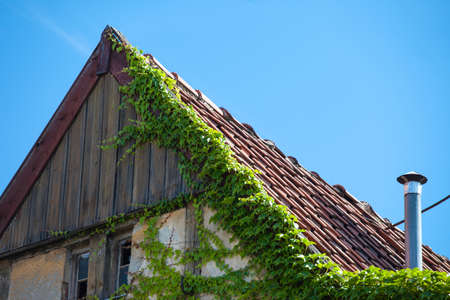 small village cottage overgrown with ivy
