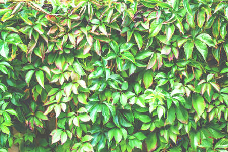 green hedge of ivy leaves, background texture, toned