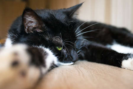 beautiful black cat peacefully sleeping on the deskの写真素材