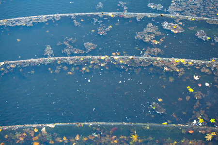 fallen leaves on the water in the pondの写真素材
