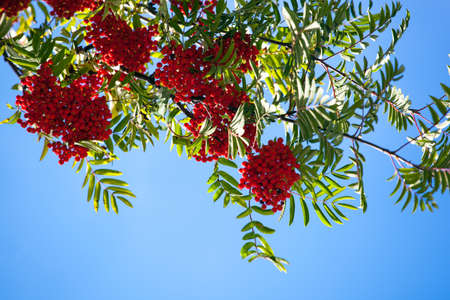 a bunch of ash on a branch against the blue sky