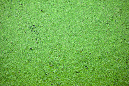 many small green leaves of an aquatic plant on the surface of water, background, texture