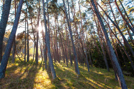 the sun's rays in a wild pine forestの写真素材