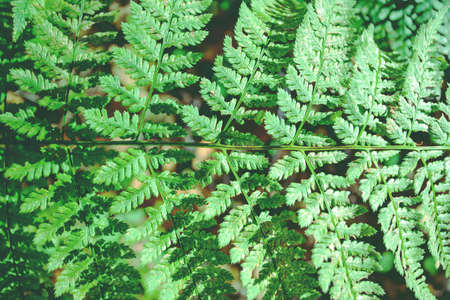 Green leaf fern, background, texture, retro toned