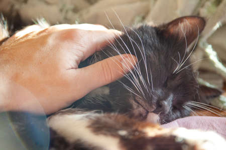 domestic cat enjoys stroking