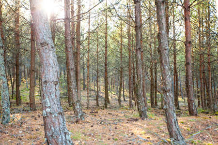 the sun's rays in a wild pine forestの写真素材