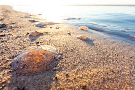 beached jellyfish aurelia on sand close upの写真素材