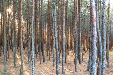 the sun's rays in a wild pine forest