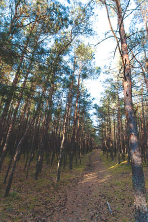 a small dirt road in a dense and mysterious pine forest, toned