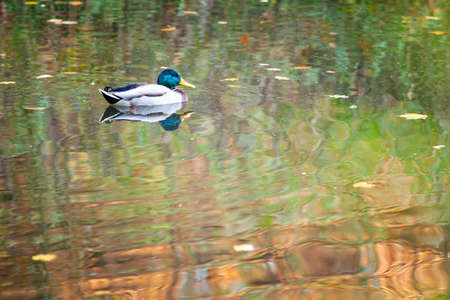 drake swims in calm waterの写真素材