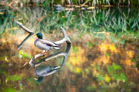 beautiful drake sits on a branch among waterの写真素材
