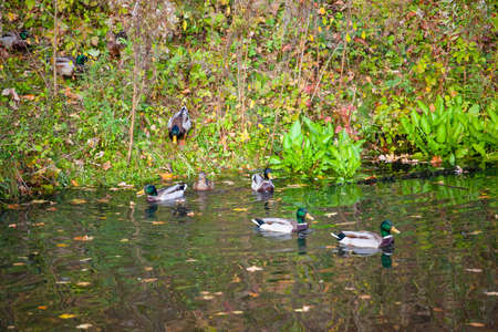 a flock of ducks coming down from the shore into the water