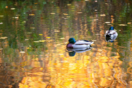 ducks swim in calm bright waterの写真素材