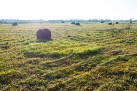 round bales of pressed hay lie in a field on a bright sunny dayの写真素材