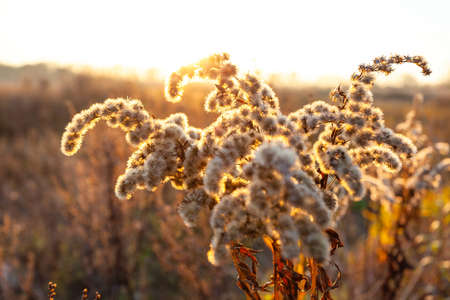wild field plant at sunsetの写真素材
