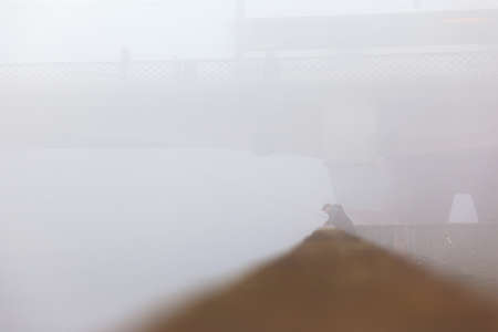 a man is fishing in a thick fogの写真素材