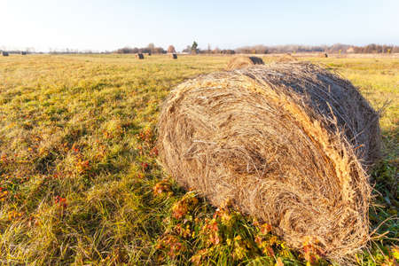 round bale of pressed hay lying in a field on a bright sunny dayの写真素材