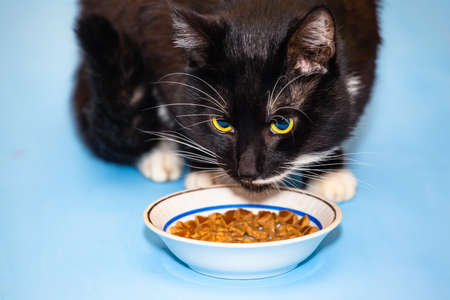 black hungry cat eating food from a bowlの写真素材